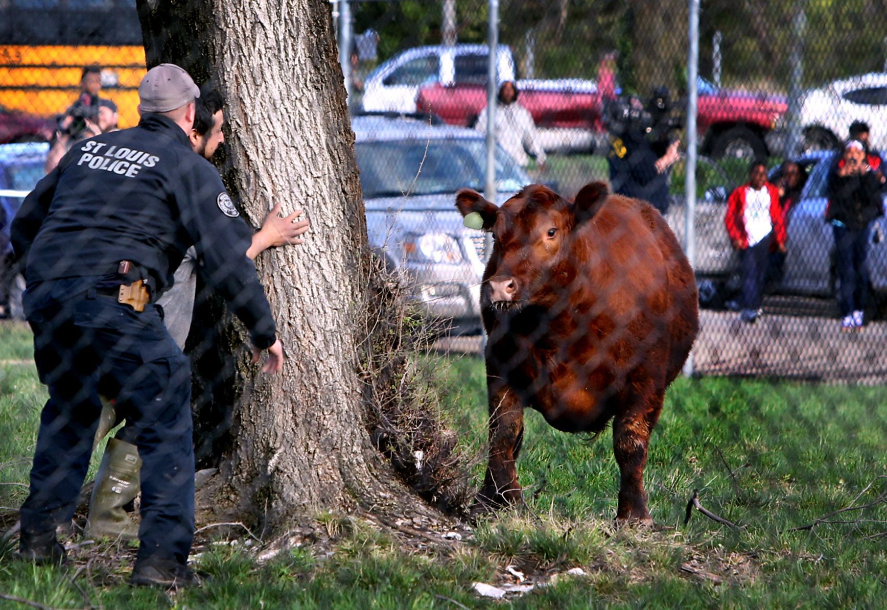 Heifer breaks for freedom